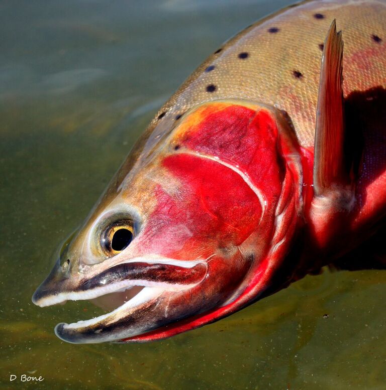 Trout Leaders - Image 8
